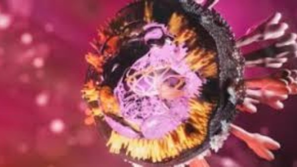 فيروس ماربورج ينتقل عبر خفافيش الفاكهة وتعلن مصر خالية منه