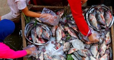 كيلو البلطي كام؟ أسعار الأسماك بكفر الشيخ الجمعة 21 نوفمبر 2025