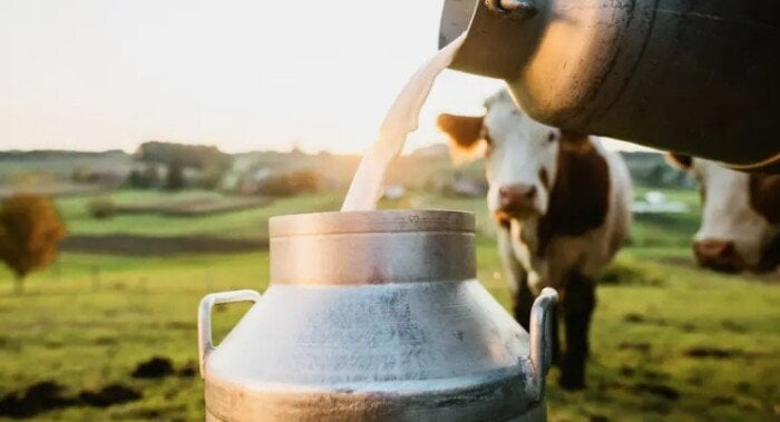 شروط شراء جاموس إيطالي بالتقسيط من وزارة الزراعة ينتج 15 كغ لبن يوميًا