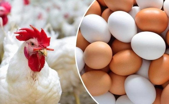 سعر الفراخ من المزرعة للمستهلك السبت 6 ديسمبر 2025