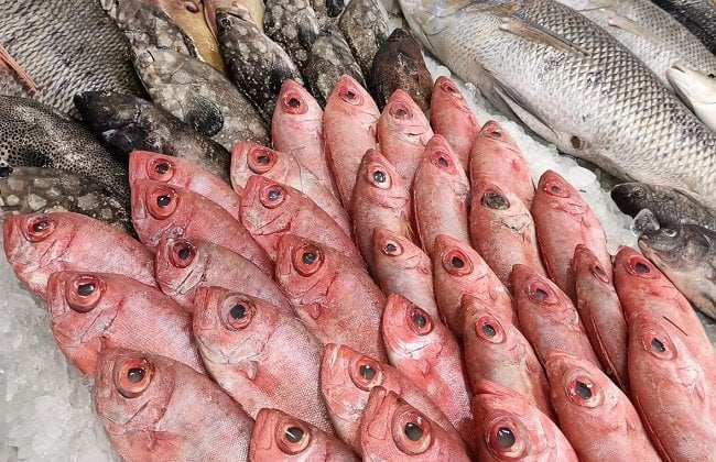 أسعار الأسماك في الأسواق اليوم 6 ديسمبر 2025