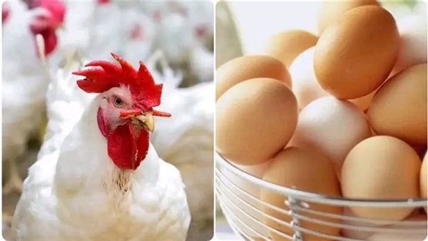 أسعار الدواجن اليوم: الفراخ البيضاء وكرتونة البيض في الأسواق