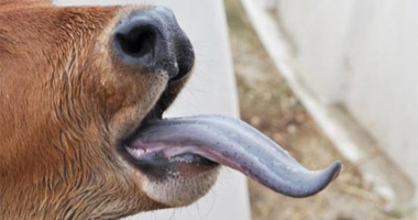 8 معلومات عن فيروس اللسان الأزرق قاتل الماشية: هل يؤثر على البشر؟