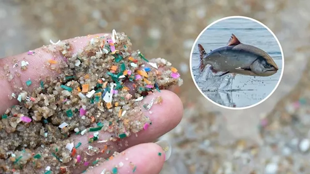 كيف تؤثر المواد البلاستيكية الدقيقة في الدماغ؟