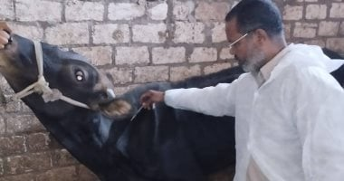 كيف تحمي الدولة الثروة الحيوانية من الحمى القلاعية؟