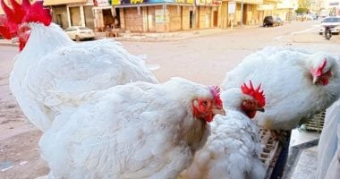 سعر كيلو الفراخ في القليوبية الثلاثاء 9-12-2025.. البيضاء 63 جنيها