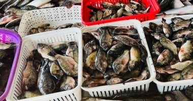 البلطي بـ55 جنيها.. أسعار الأسماك بكفر الشيخ الأربعاء 10 ديسمبر 2025