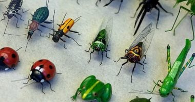 تفسير حلم الحشرات: تحولات داخلية وإحساس بالذنب أو زيادة الضغط