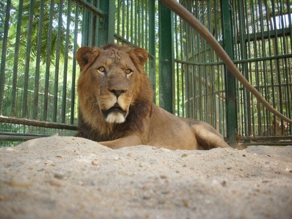 افتتاح حديقة الحيوان بالجيزة بعد التطوير