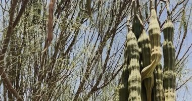 العلا تحتفي بالارث المحلي وتدعم التنمية المستدامة للمجتمع السعودي