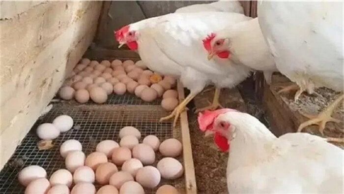 الفراخ بكام؟ أسعار الدواجن والبيض الخميس 11 ديسمبر 2025