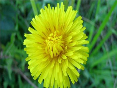 شاي الهندباء يخفف أعراض التهاب المفاصل والنقرس