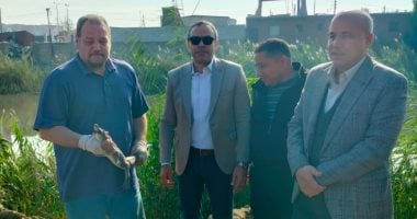 وزارة البيئة تعيد تمساح مصرف الزوامل إلى موطنه في بحيرة ناصر