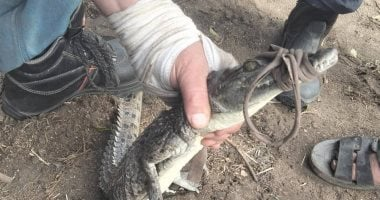 اصطياد تمساح في قرية الزوامل بعد 6 أيام من البحث