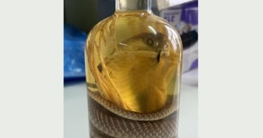 ضبط امرأة تحمل زجاجة نبيذ بها ثعبان محنط في روسيا