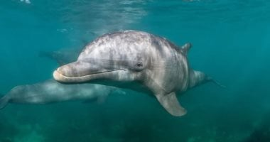 أوروبا تستعد لفتح أول محمية بحرية للدلافين في إيطاليا 2026