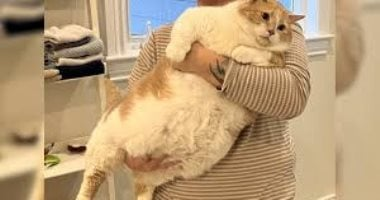 شركة أمريكية تشرع في تصنيع دواء يخفّض وزن القطط السمينة