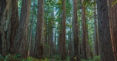 أطول وأجمل 5 أشجار في العالم. هل سمعت عنها من قبل؟