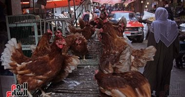 سعر كيلو الفراخ في كفر الشيخ السبت 13 ديسمبر 2025