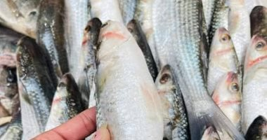 بعد انتهاء نوة قاسم وعودة حركة الصيد.. أسعار السمك في الإسكندرية