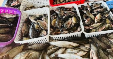 أسعار وأنواع الأسماك في أسواق دمياط: البوري 100 والبلطي 60 جنيها