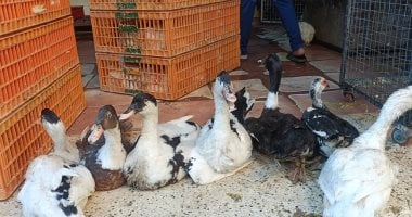 قائمة أسعار الدواجن والبط والحمام في الأقصر 15 ديسمبر 2025