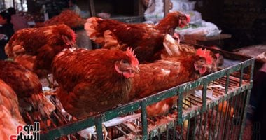 أسعار الخضروات والفاكهة والأسماك والدواجن في الفيوم اليوم