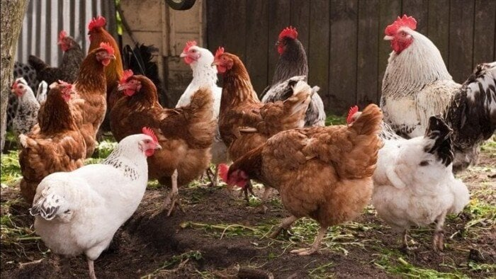 بورصة الدواجن: مفاجأة جديدة في أسعار الفراخ والبيض اليوم