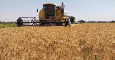 10 إجراءات من مركز المناخ لإنقاذ القمح المتأخر