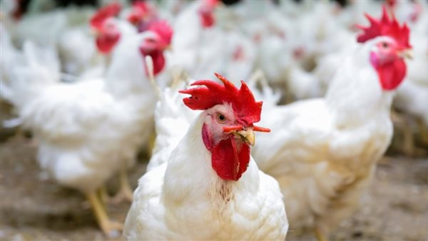 انخفاض أسعار الفراخ إلى 59 جنيهًا للكيلو اليوم الخميس 18 ديسمبر 2025