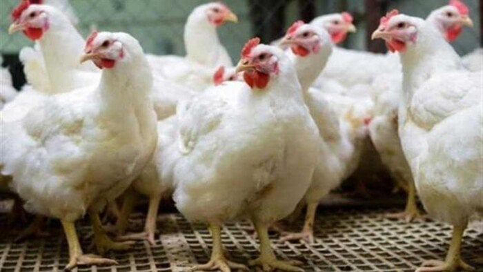 الفراخ بكام؟ مفاجأة في أسعار الدواجن والبيض الخميس 18 ديسمبر 2025