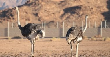 المحمية الملكية تعيد توطين النعام ذو الرقبة الحمراء