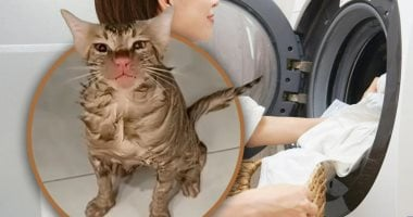 قطة داخل غسالة ملابس ونجاتها بمعجزة
