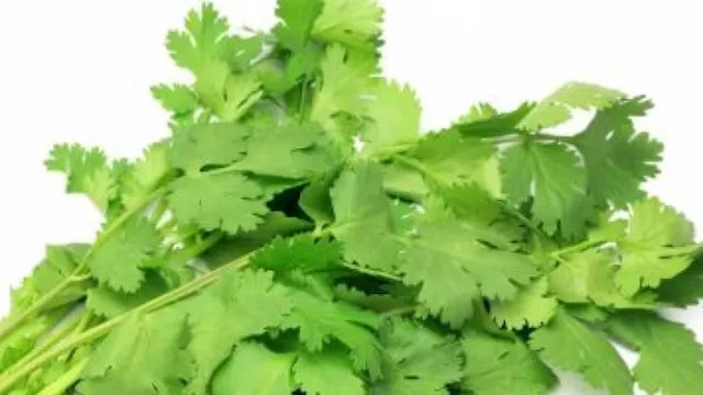 4 فوائد صحية للكزبرة الخضراء لصحة الجسم