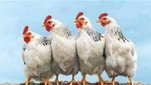 أسعار الدواجن السبت 20 ديسمبر 2025