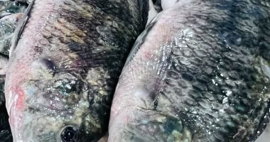 سعر البلطي وأسعار الأسماك في كفر الشيخ السبت 20 ديسمبر 2025