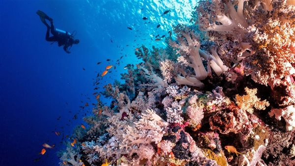 السياحة الساحلية في الشتاء تجذب الأسر إلى مدن البحر الأحمر وجنوب سيناء