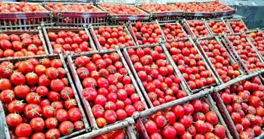 الطماطم بـ5 جنيهات.. تعرف أسعار الخضروات اليوم فى أسواق محافظة الأقصر