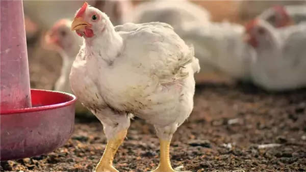 أسعار الفراخ البيضاء اليوم الأحد بعد الارتفاع الأخير