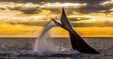 أشياء نادرة شهدها العالم مرة واحدة فقط.. منها البطريق الأصفر