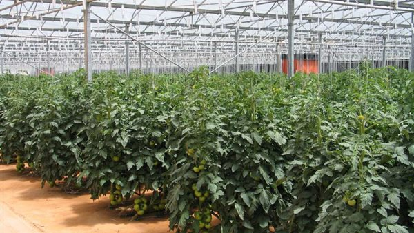 الزراعة: تقليل الهدر يحفظ الموارد ويرفع جودة المحاصيل