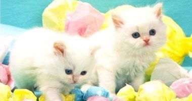 أضرار التدخين على من حولك والقطط