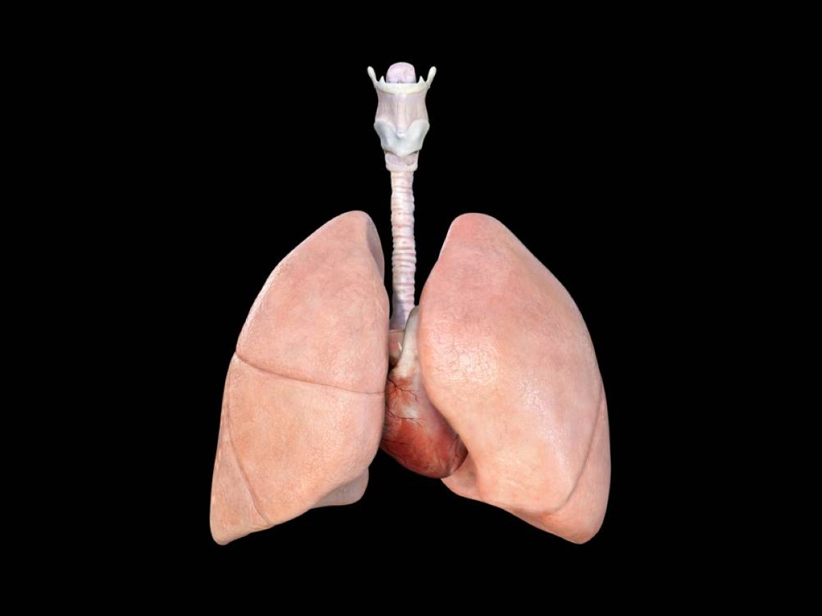 رئة بشرية مصغّرة تحاكي الأمراض وتختبر الأدوية بدقة - أفكار جديدة