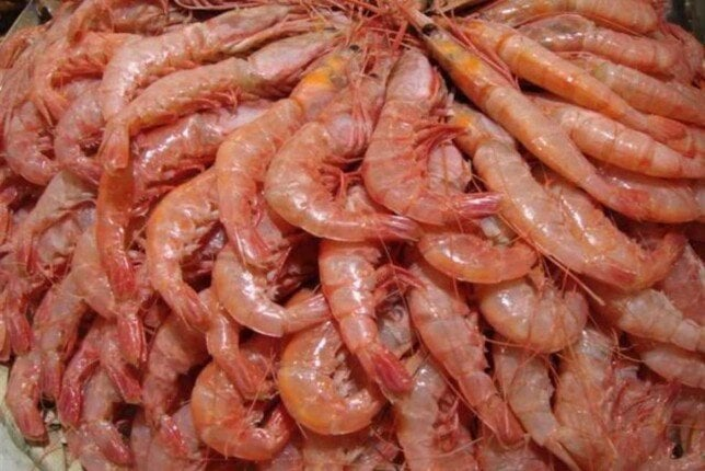 قشر البياض 300 جنيه.. أسعار الأسماك اليوم الثلاثاء 6 يناير 2026