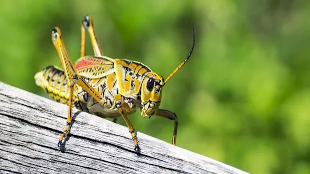 لماذا قتل الصراصير في المنزل أمر خطير وكيفية التعامل معها؟