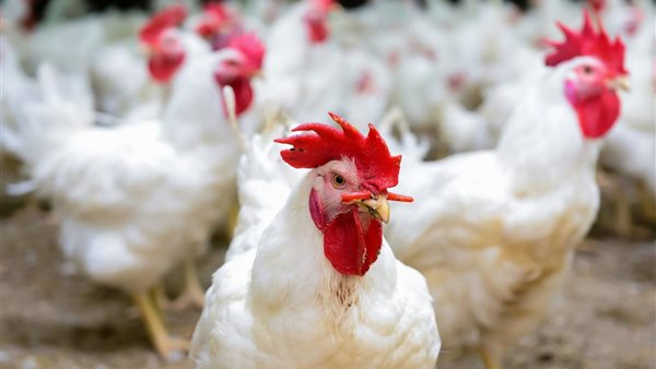 منتجو الدواجن: المواطن يستهلك 14.5 كغ وخطة لبناء 4500 عنابر