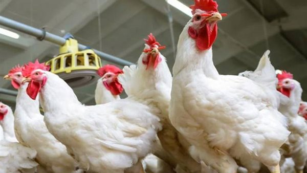 أسعار الفراخ والبيض اليوم الخميس 15 يناير في الأسواق