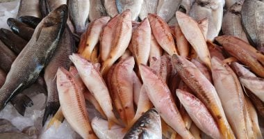 البلطي 50 جنيهاً.. أسعار الأسماك في كفر الشيخ الخميس 15 يناير 2026