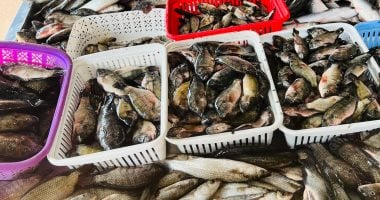 البلطي 30 جنيها.. أسعار الأسماك في كفر الشيخ الجمعة 23 يناير 2026