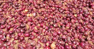 صادرات البصل تسجل طفرة بلغت 288 ألف طن خلال عام 2025